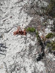 Thamnochortus fruticosus