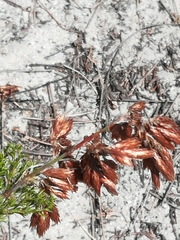 Thamnochortus fruticosus