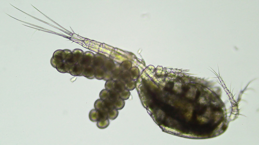 Microcyclops varicans