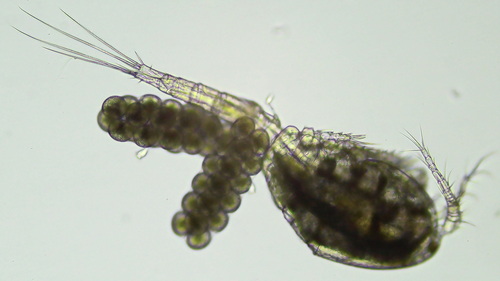 Microcyclops varicans