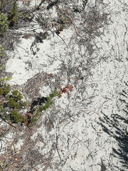 Thamnochortus fruticosus