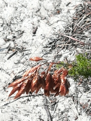 Thamnochortus fruticosus
