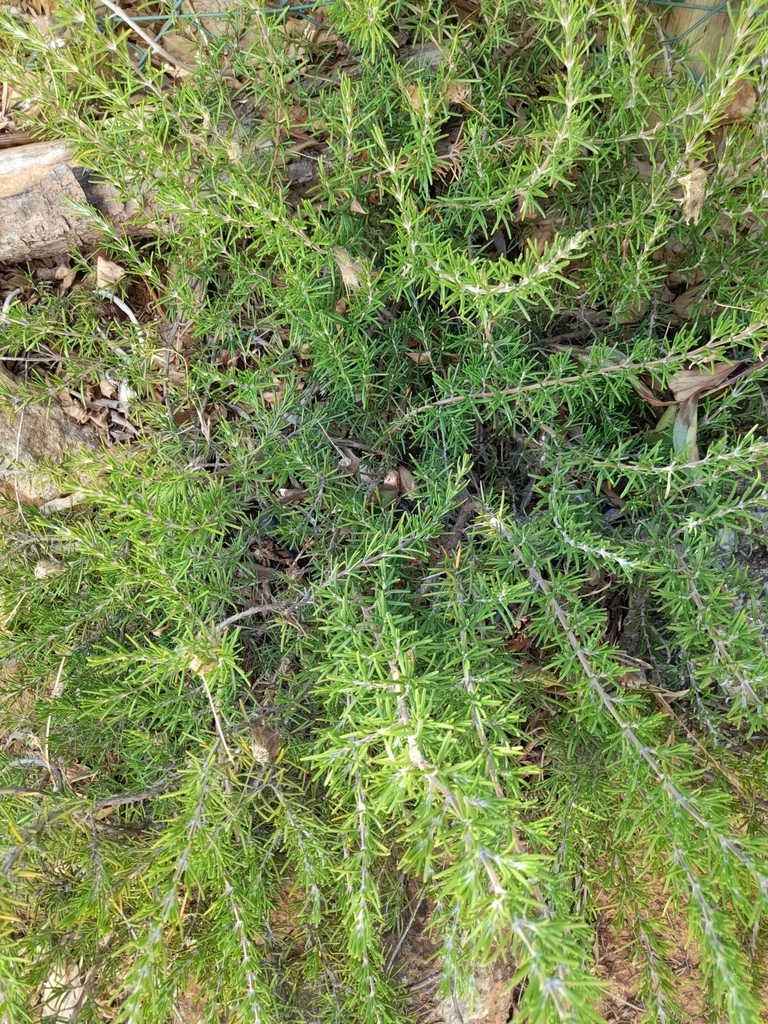 Rosmarinus officinalis