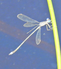 Lestes tridens