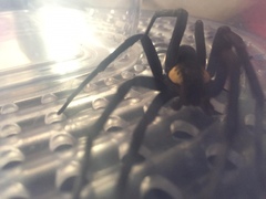 Ancylometes amazonicus