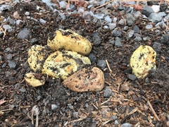 Truncocolumella citrina