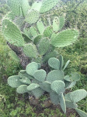 Opuntia streptacantha