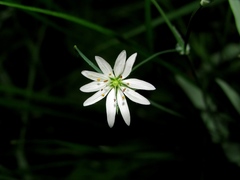 Stellaria hebecalyx