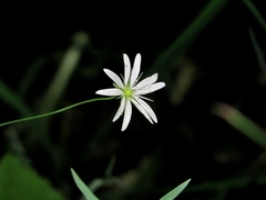 Stellaria hebecalyx
