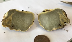 Truncocolumella citrina