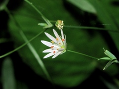 Stellaria hebecalyx