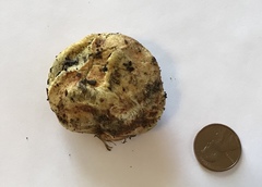 Truncocolumella citrina