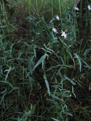 Stellaria hebecalyx