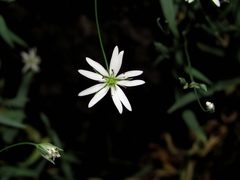 Stellaria hebecalyx