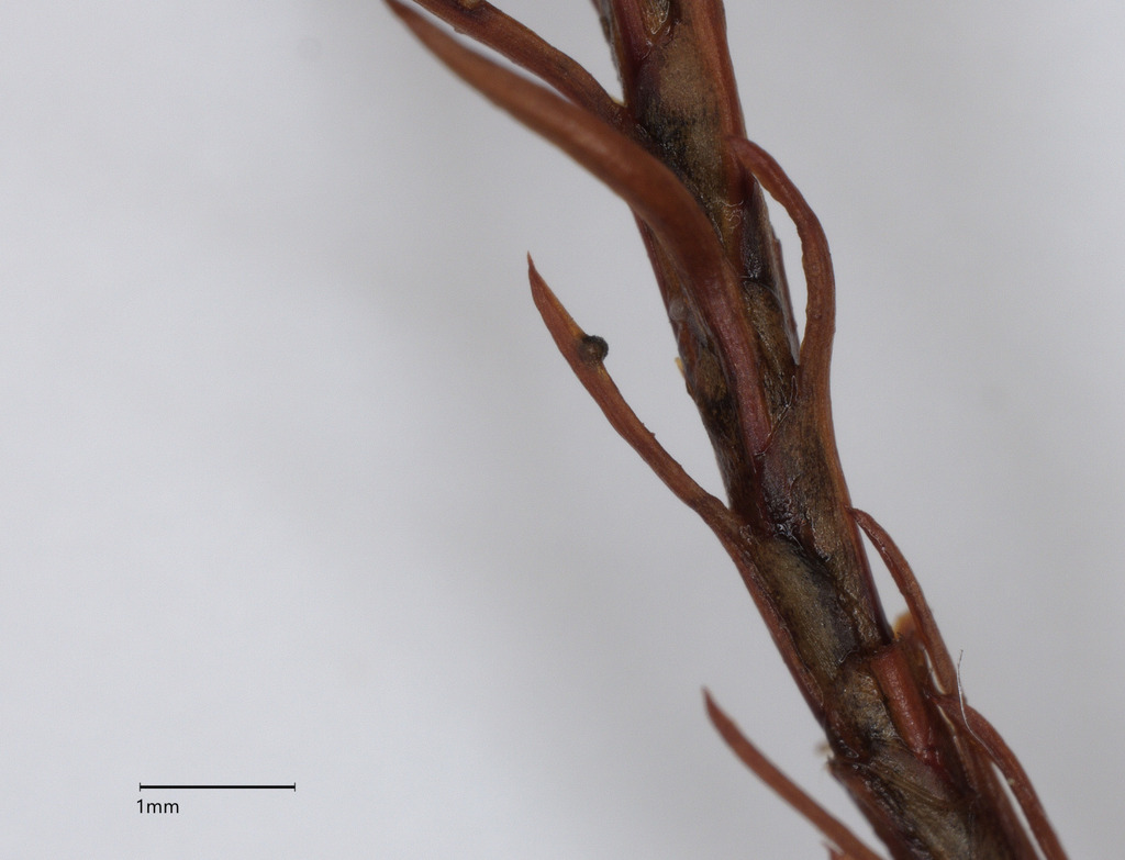 Protothelenella polytrichi