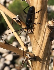 Tragidion coquus