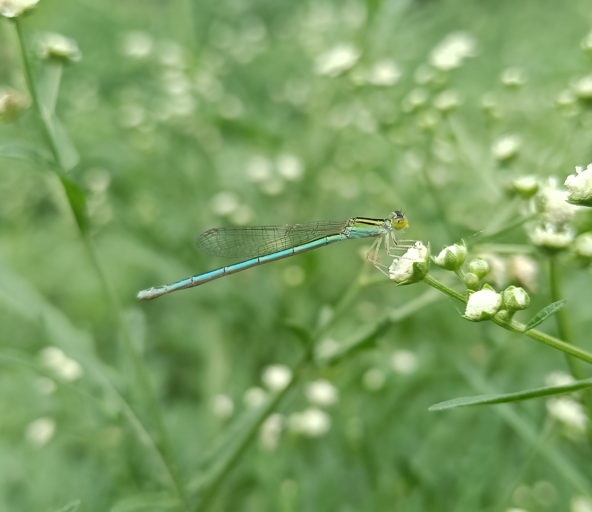 Asian Little Bluet