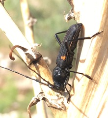 Tragidion coquus