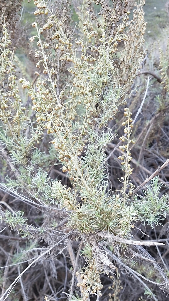 Artemisia californica, 4001-4099 South Esplanade East Marina del Rey, CA 90292