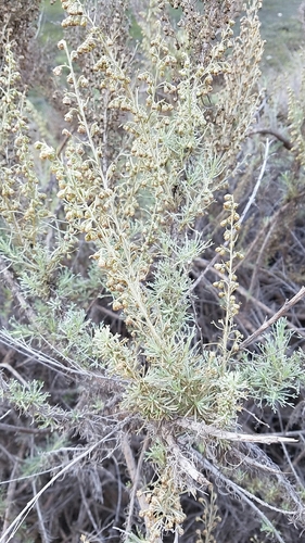 Artemisia californica