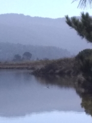 Aechmophorus occidentalis