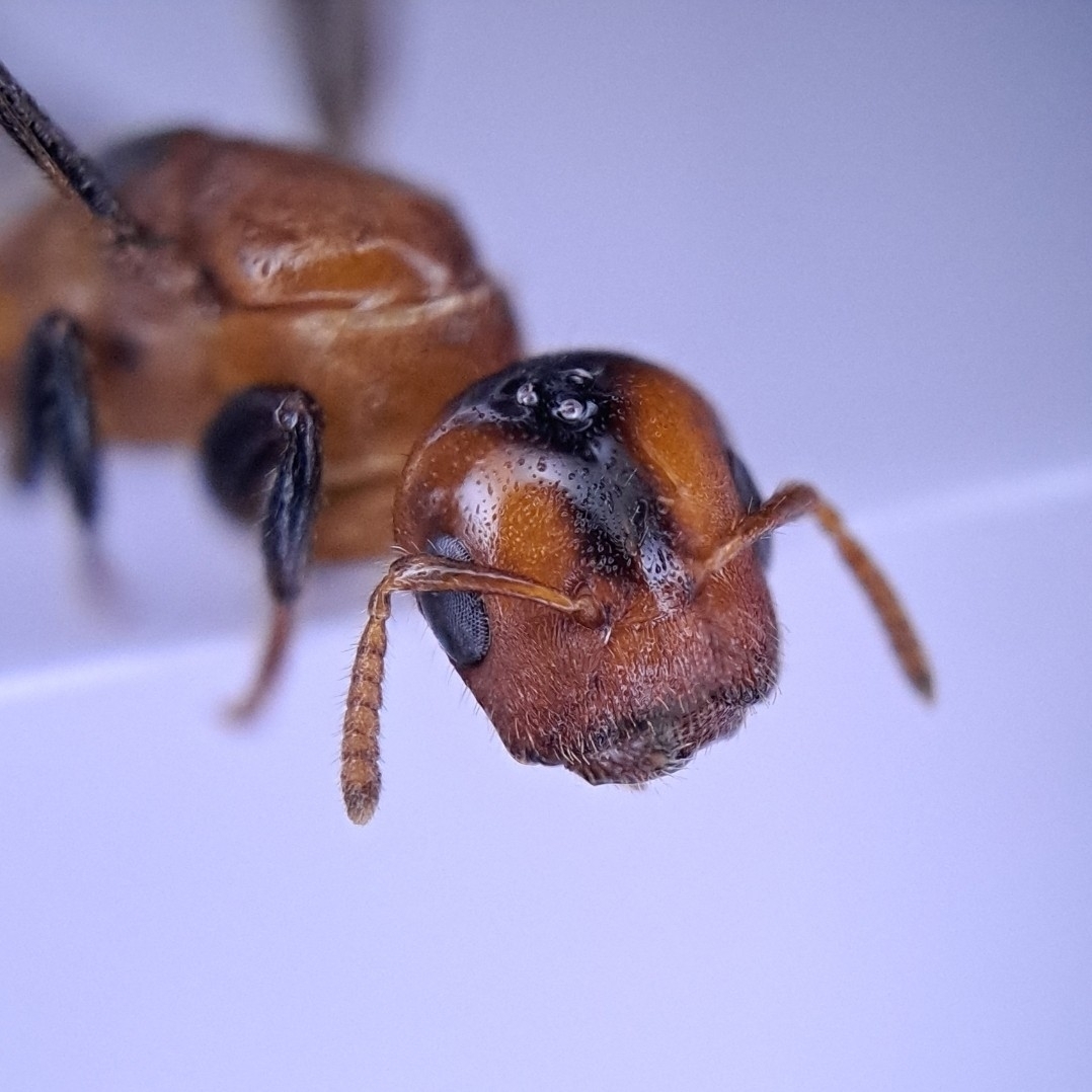 Cladomyrma nudidorsalis