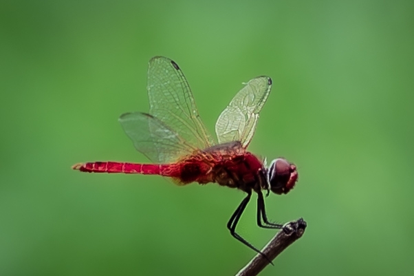 Greater Crimson Glider