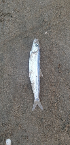 Caspian deepwater kilka (Clupeonella grimmi) — Clupeidae — 2