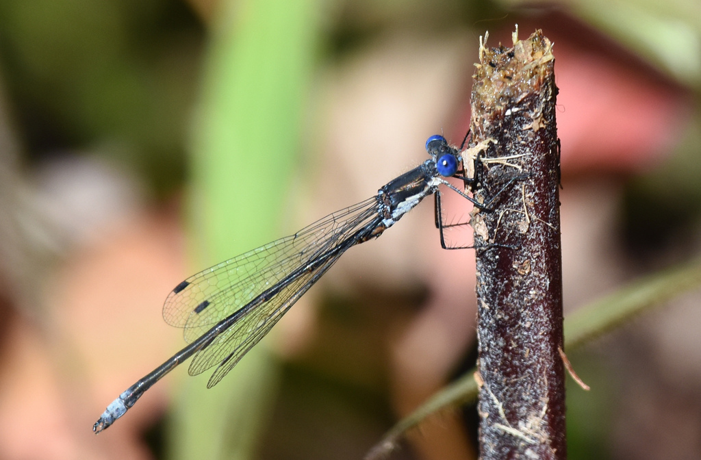 Spotted Spreadwing