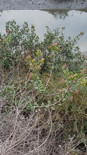 Rhus integrifolia