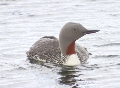Colimbo chico (Gavia stellata)
