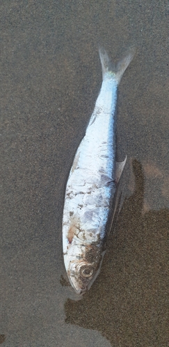 Caspian deepwater kilka (Clupeonella grimmi) — Clupeidae — 3