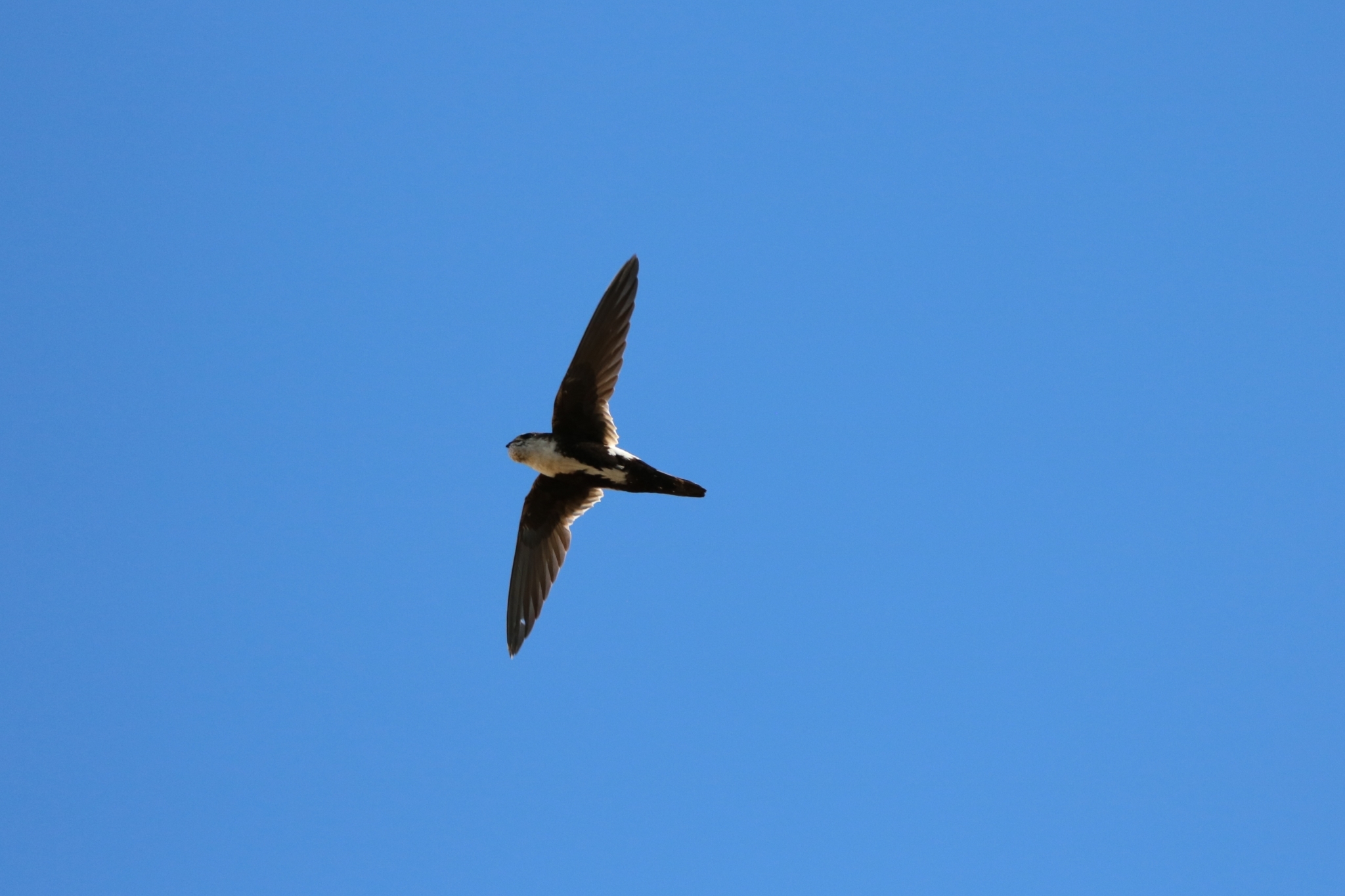 Aeronautes saxatalis (Woodhouse, 1853)