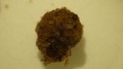 Helicopsyche borealis