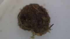 Helicopsyche borealis