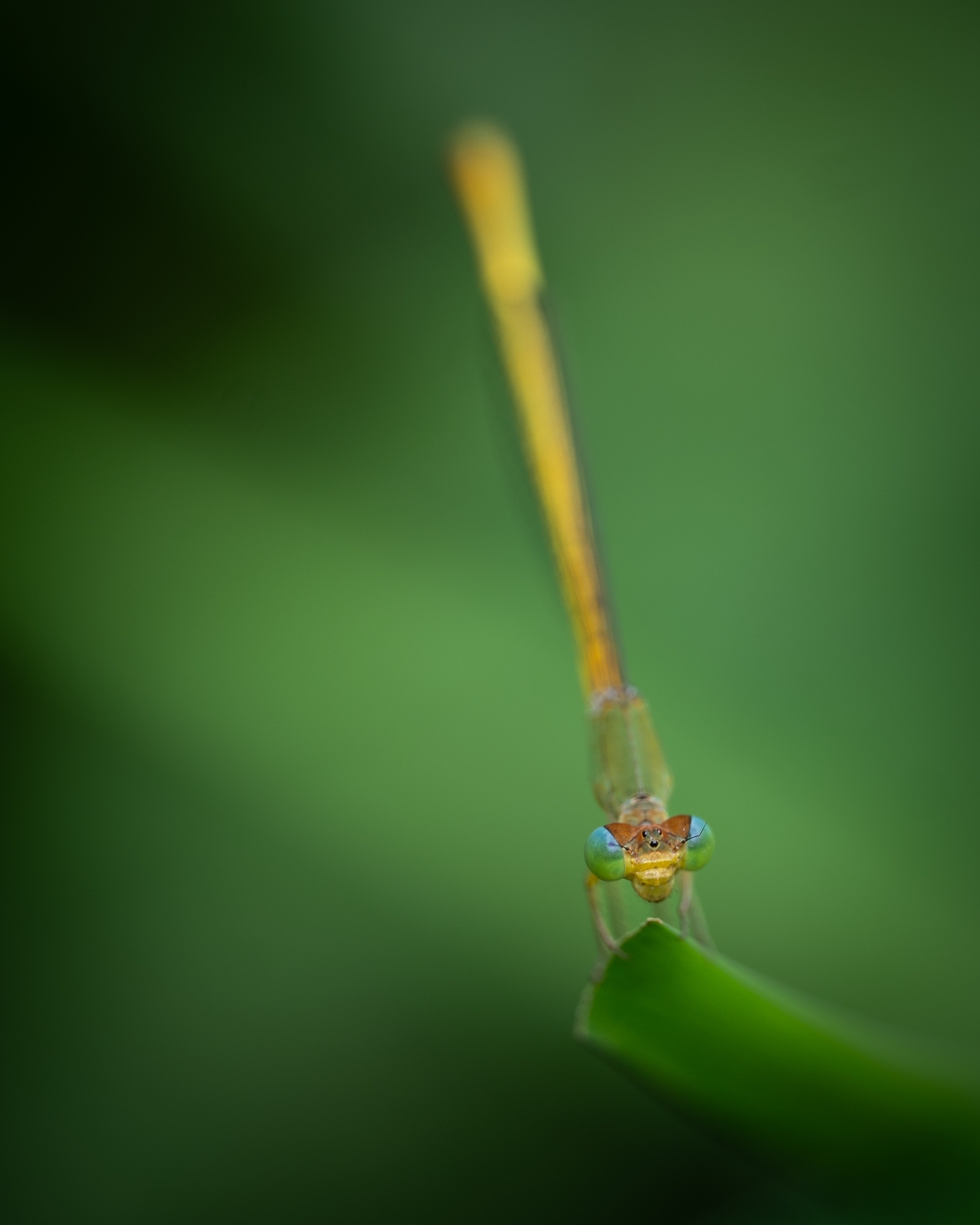 Coromandel Marsh Dart