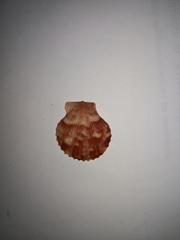 Aequipecten opercularis