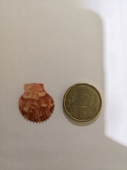 Aequipecten opercularis