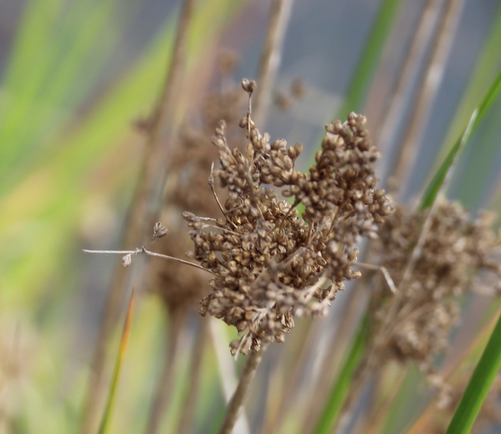 Juncus polyanthemus