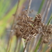 Juncus polyanthemus - Photo (c) tangatawhenua, alguns direitos reservados (CC BY-NC), uploaded by tangatawhenua