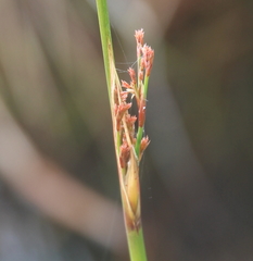 Juncus polyanthemus