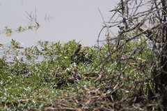 Granatina ianthinogaster