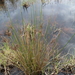Juncus polyanthemus - Photo (c) tangatawhenua,  זכויות יוצרים חלקיות (CC BY-NC), uploaded by tangatawhenua