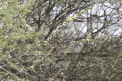 Granatina ianthinogaster