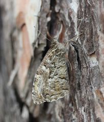 Hipparchia volgensis