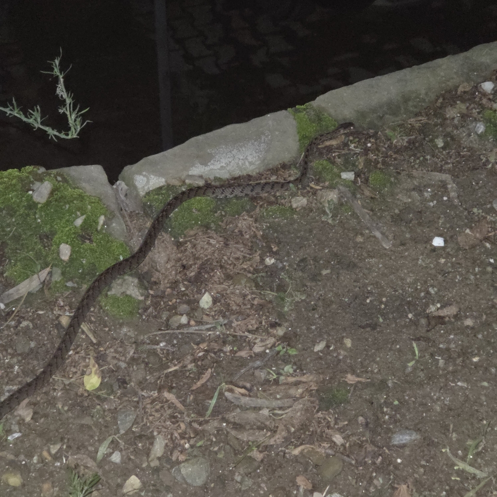 Many-banded Tree Snake