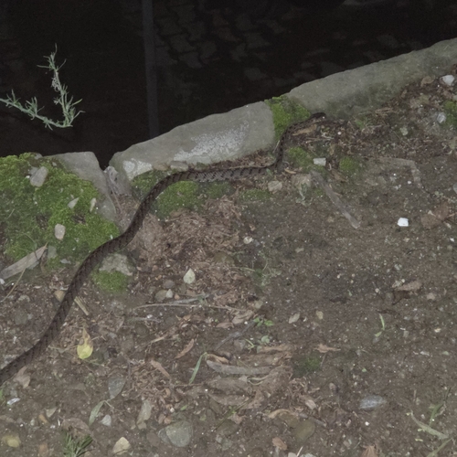 Many-banded Tree Snake