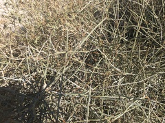 Ephedra fasciculata