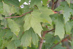 Acer leucoderme