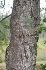 Acer leucoderme